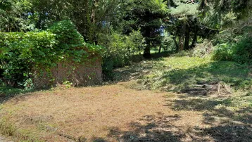 Naturbelassener Gartenbereich mit üppiger Vegetation, alten Bäumen und einer von Efeu bewachsenen Struktur.