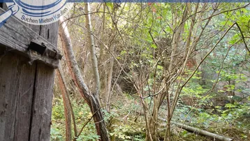 Naturbelassener, dicht bewachsener Gartenbereich mit Bäumen und Sträuchern.