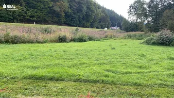 Weitläufige grüne Wiese mit Baumbestand im Hintergrund, umgeben von natürlicher Landschaft.
