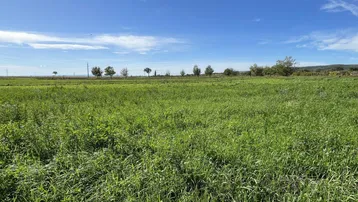 Weitläufige grüne Wiesenlandschaft unter blauem Himmel, ideal für Naturliebhaber und Ruhesuchende.