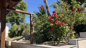 Gepflegter Gartenbereich mit blühenden Rosensträuchern und einer kleinen Mauer.