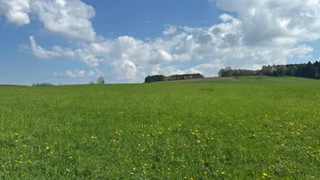 Weite grüne Wiesen unter blauem Himmel mit vereinzelten Wolken und Wald im Hintergrund.