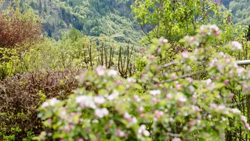 Malerische Aussicht auf blühende Bäume und grüne Hügel mit einem Berg im Hintergrund.