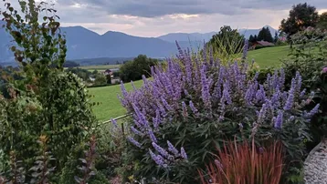 Blühender Garten mit lila Blumen und weitem Blick auf die umliegende Berglandschaft.