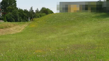 Weitläufige grüne Wiese mit bunten Wildblumen und Bäumen im Hintergrund, bietet eine ruhige und natürliche Umgebung.