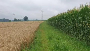 Ländliche Landschaft mit Getreide- und Maisfeldern, einem Feldweg und Stromleitungen unter bewölktem Himmel.