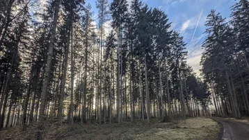 Waldweg führt durch einen hohen Nadelwald mit Sonnenstrahlen, die durch die Baumkronen dringen.