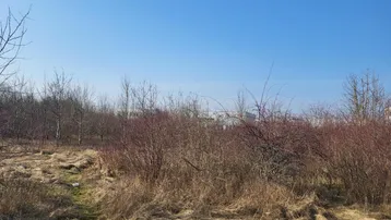 Unbebautes Grundstück mit trockenem Gras, Sträuchern und Bäumen unter klarem blauem Himmel, mit entfernten Gebäuden im Hintergrund.
