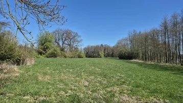 Eine weite grüne Wiese umgeben von Bäumen unter einem strahlend blauen Himmel an einem sonnigen Tag.
