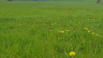 Weite grüne Wiese mit Löwenzahn und Bäumen im Hintergrund unter bewölktem Himmel.