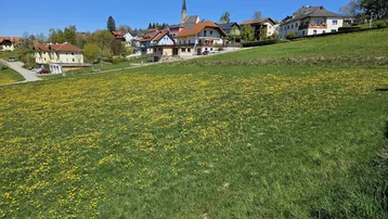 Weitläufige grüne Wiese voller Löwenzahn mit Blick auf ein charmantes Dorf und einen Kirchturm in der Ferne.