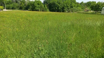 Große grüne Wiese mit hohen Gräsern und Bäumen im Hintergrund unter blauem Himmel.