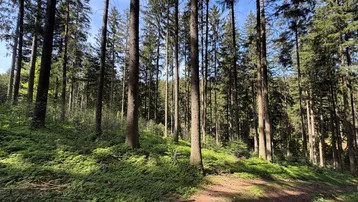 Dichter Nadelwald mit hohen Bäumen und grünem Unterholz, durch das Sonnenlicht fällt.
