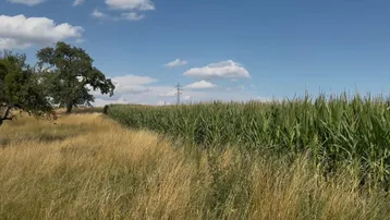 Ländliche Landschaft mit einem Maisfeld, trockenem Gras und vereinzelten Bäumen unter blauem Himmel.