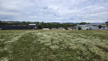Weitläufiges Feld mit weißen Blumen im Vordergrund und Gewerbegebäuden in der Ferne unter bewölktem Himmel.