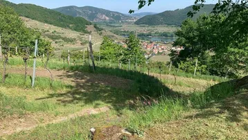 Sonniger Weinberg mit Blick auf ein Dorf am Fluss und umliegende Berge unter blauem Himmel.
