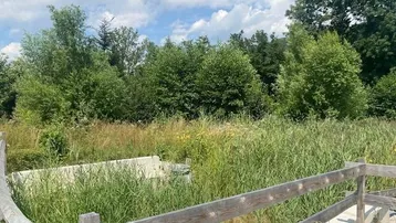Blick auf ein naturbelassenes Grundstück mit hohem Gras, Bäumen und einem Holzzaun unter blauem Himmel.