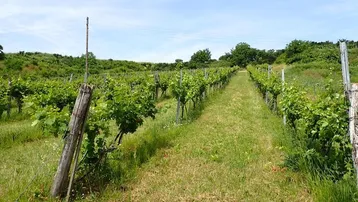 Weingarten mit jungen Reben und grünen Graspfaden unter blauem Himmel.