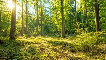 Sonnenlicht durchflutet einen dichten Wald mit hohen Bäumen und grünem Unterholz, was eine friedliche Atmosphäre schafft.