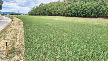Grünes Feld neben einer Landstraße mit Bäumen im Hintergrund unter bewölktem Himmel.