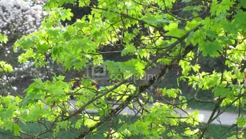 Blick ins Grüne mit frischen, hellgrünen Blättern eines Baumes im Sonnenlicht.