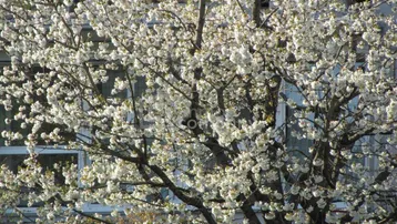 Blühender Baum vor einer modernen Gebäudefassade mit Fenstern und Balkonen.