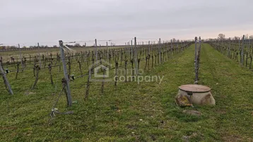 Weitläufiger Weinberg mit ordentlichen Reihen von Rebstöcken und saftigem Grün, unter einem bedeckten Himmel, ideal für Weinliebhaber.