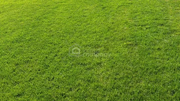 Gepflegte Rasenfläche in sattem Grün, ideal für einen Garten oder eine Freifläche.