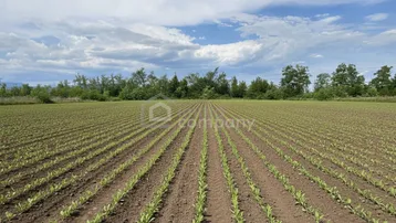 Weites Feld mit jungen Pflanzenreihen unter bewölktem Himmel, umgeben von Bäumen in der Ferne.