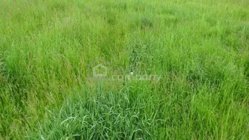 Weitläufige grüne Wiese mit hohem Gras und Blick auf die Umgebung.