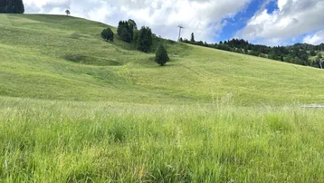 Grüne Hügellandschaft mit Bäumen unter bewölktem Himmel, ideal für Naturliebhaber.
