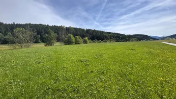 Weitläufige grüne Wiese mit Waldrand und blauem Himmel, ideal für Naturliebhaber.