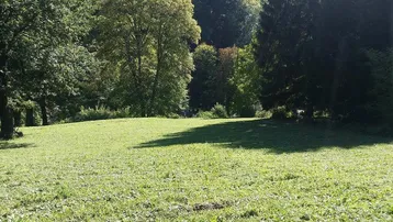 Sonnige Wiese mit Schattenwurf von hohen Bäumen und Blick auf den Waldrand.