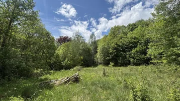 Offenes, grünes Grundstück umgeben von Bäumen unter blauem Himmel mit Wolken.