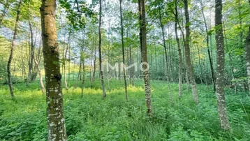 Dichter Wald mit hohen Bäumen und üppigem Grün, ideal für Naturliebhaber und Spaziergänge.