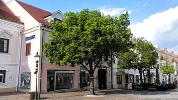 Blick auf eine belebte Straße mit historischen Gebäuden, Geschäften und einem großen Baum in der Mitte.