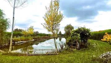 Natürliche Teichlandschaft mit üppiger Vegetation und einem kleinen Holzsteg unter bewölktem Himmel.