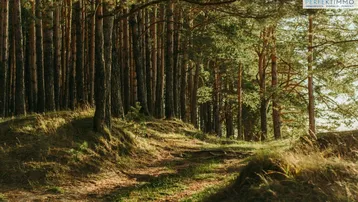 Expose Waldgrundstücke in Arzl im Pitztal