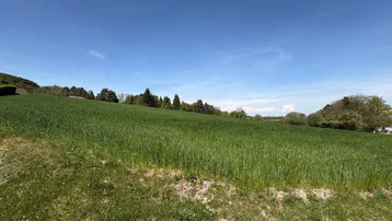 Weitläufiges grünes Feld unter blauem Himmel mit Bäumen am Horizont, ideal für Naturliebhaber.