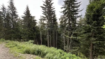 Ein Waldweg führt durch dichte Nadelbäume und üppiges Grün in einer bergigen Landschaft.
