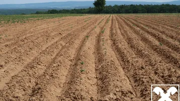 Weitläufiges Ackerland mit jungen Pflanzenreihen, umgeben von Wald und sanften Hügeln unter blauem Himmel.