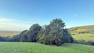 Weitläufige grüne Landschaft mit sanften Hügeln und Bäumen unter einem klaren blauen Himmel.