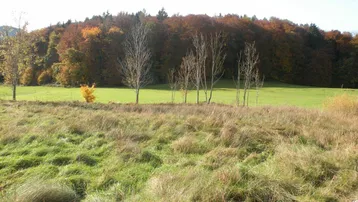 Herbstliche Landschaft mit grünen Wiesen und einem bunten Wald im Hintergrund unter klarem Himmel.
