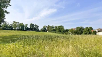 Großes, ungemähtes Feld mit Häusern und Bäumen am Horizont unter klarem Himmel.