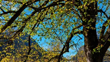 Malerischer Blick auf einen Fluss mit einem großen Baum im Vordergrund und Bergen im Hintergrund.