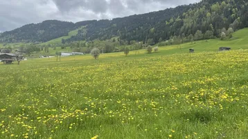 Weitläufige Wiesen mit gelben Blumen und bewaldeten Bergen im Hintergrund unter bewölktem Himmel.