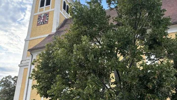 Historische Kirche mit markantem Uhrturm, gelber Fassade und grünen Bäumen im Vordergrund.