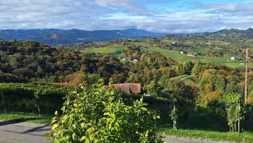 Nahaufnahme von Weinreben mit einer malerischen Bergkette im Hintergrund unter blauem Himmel.