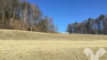 Weitläufiges Feld mit trockenem Gras und bewaldetem Hügel im Hintergrund unter blauem Himmel.