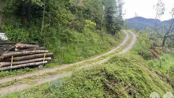Naturweg durch bewaldetes Gebiet mit gestapeltem Holz am Wegesrand.